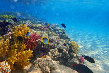 Gordijnen Koraalriffen Koraalrif in Egyptische Rode Zee  © jonnysek