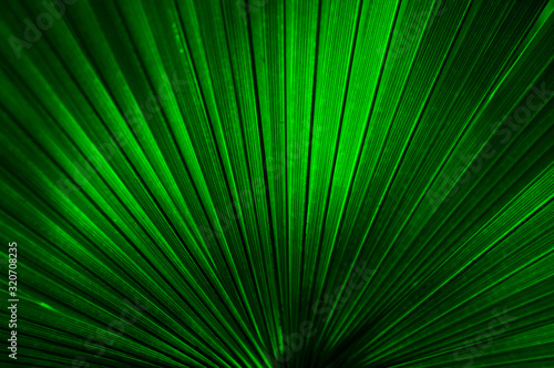 beautiful background texture of green palm leaf close up. Bright green.