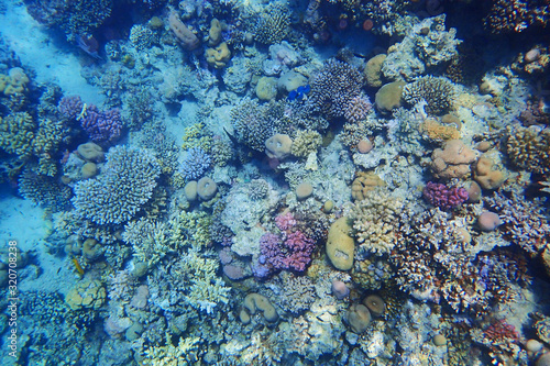 Fototapeta Naklejka Na Ścianę i Meble -  coral reef in Egypt