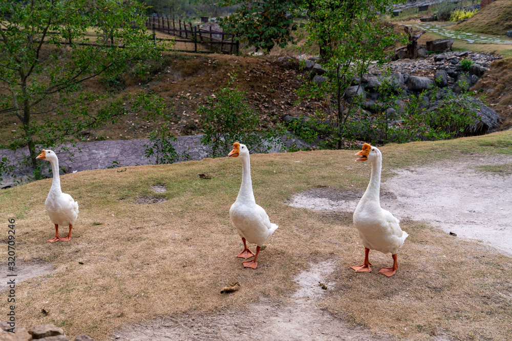 Obraz premium family of geese