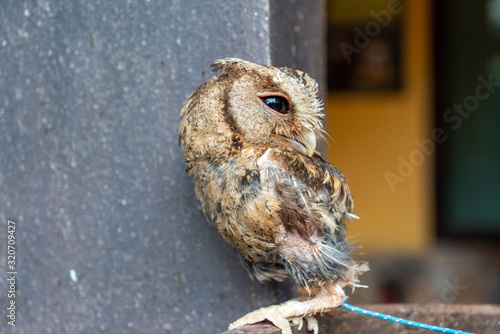 owl in captivity