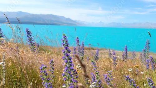 Lunpin Flower with lake and snow mountain background. New Zealand.