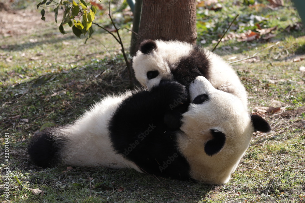 Bonding of Love, Family Time, Mother Panda and her Cub, Wolong, China Bonding of Love, Family Time, Mother Panda and her Cub, Wolong, China
