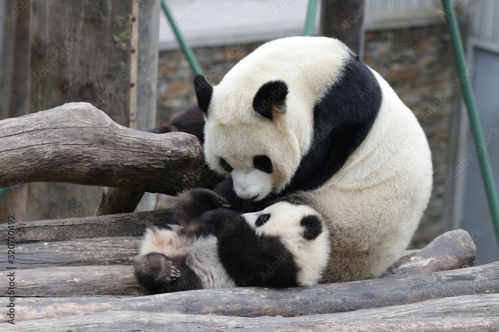 Bonding of Love, Family Time, Mother Panda and her Cub, Wolong, China