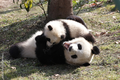 Bonding of Love, Family Time, Mother Panda and her Cub, Wolong, China