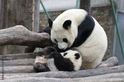Bonding of Love, Family Time, Mother Panda and her Cub, Wolong, China © foreverhappy