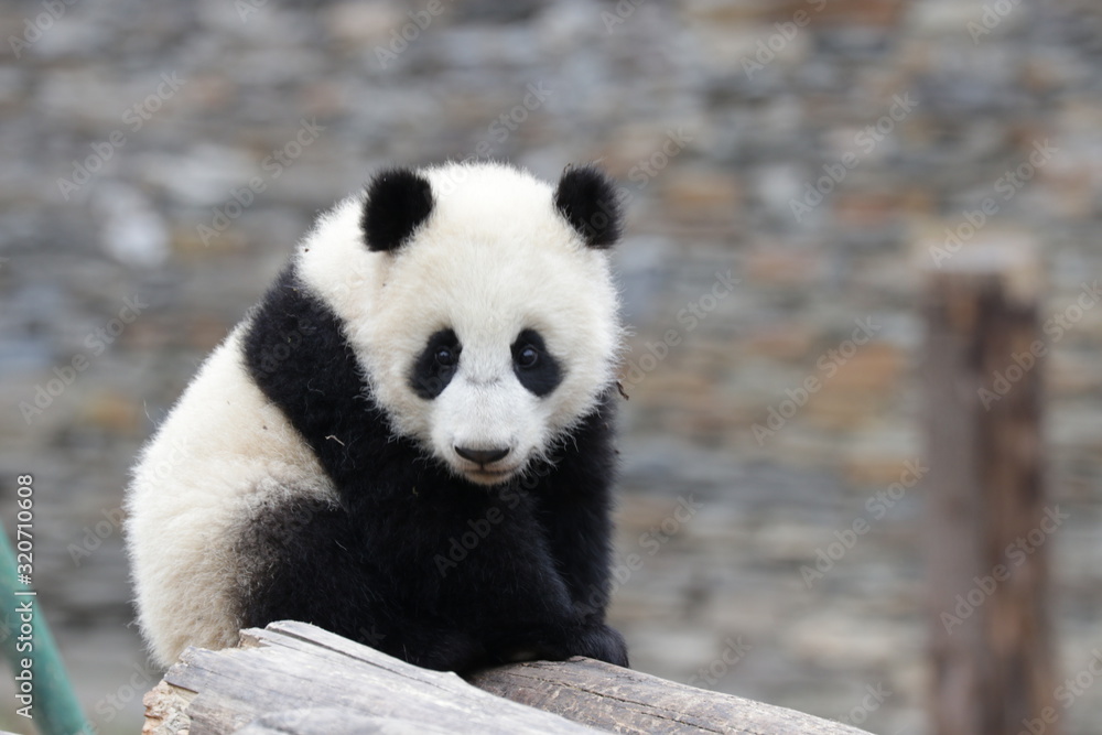 Obraz premium Little Happy Panda Cub on the Yard, Wolong, China