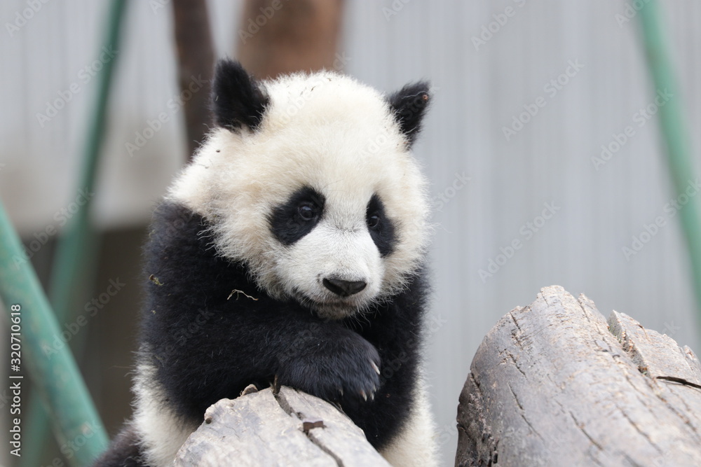 Fototapeta premium Close up Fluffy Little Panda , Wolong Giant Panda Nature Reserve, China