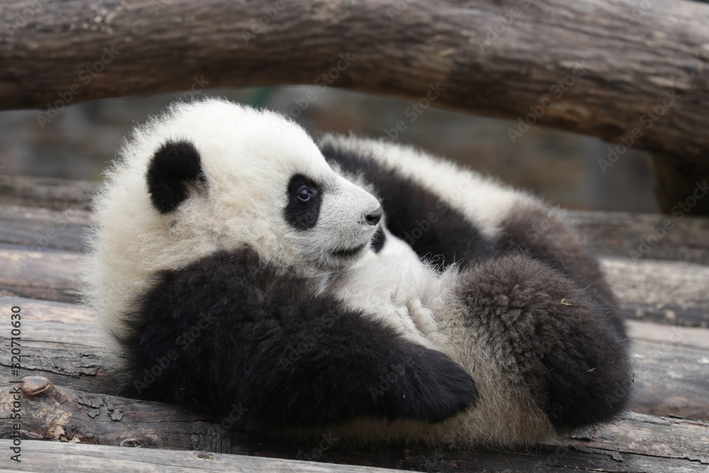 Obraz premium Close up Fluffy Little Panda , Wolong Giant Panda Nature Reserve, China