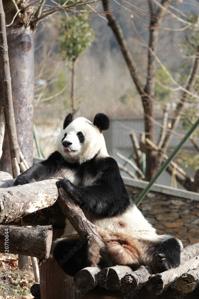 Obraz premium Giant Panda is Having fun by Sticking his Tongue in and out, Wolong Giant Panda Nature Reserve, China