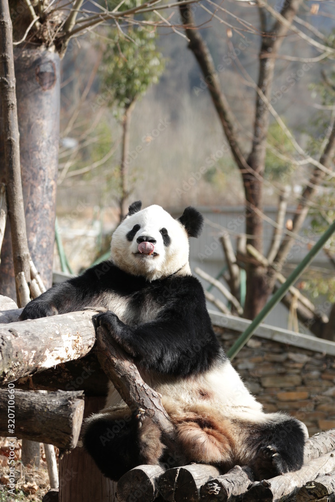 Fototapeta premium Giant Panda Sticks Out his Tongue, Wolong Giant Panda Nature Reserve, China