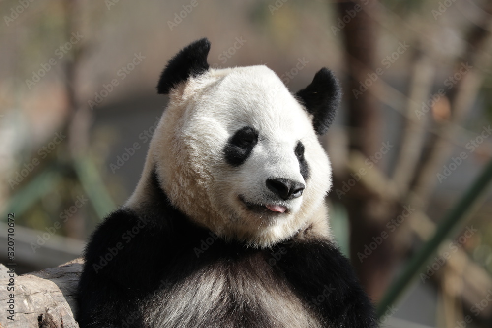giant panda bear giant panda bear