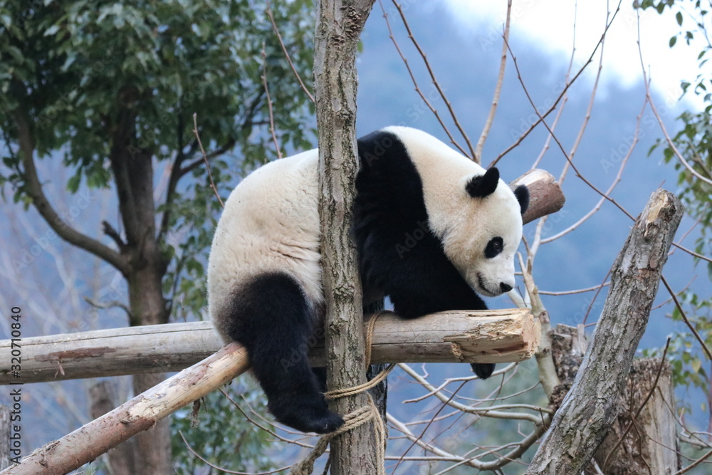 Fototapeta premium giant panda bear, Bao Bao , Wolong Giant Panda Nature Reserve, China