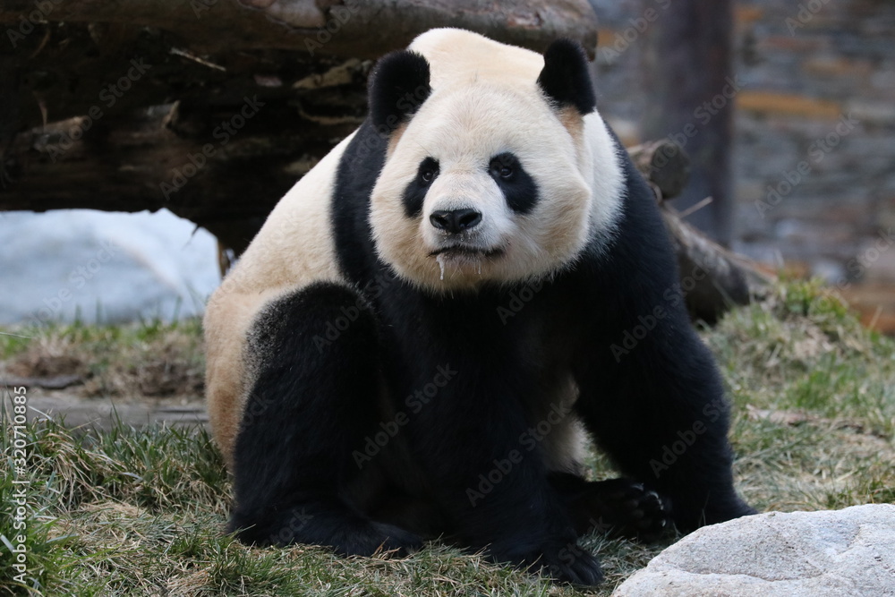 Funny Pose of Giant Panda, Wolong Giant Panda Nature Reserve, China Funny Pose of Giant Panda, Wolong Giant Panda Nature Reserve, China
