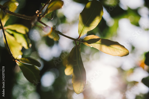Wallpaper Mural leaves of a tree in spring Torontodigital.ca
