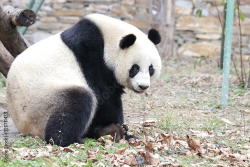 Beautiful female Panda, Lin Bing, Wolong Giant Panda Nature Reserve, China © foreverhappy