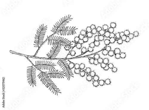 Hand drawn blooming mimosa or silver wattle flowers vector illustration.