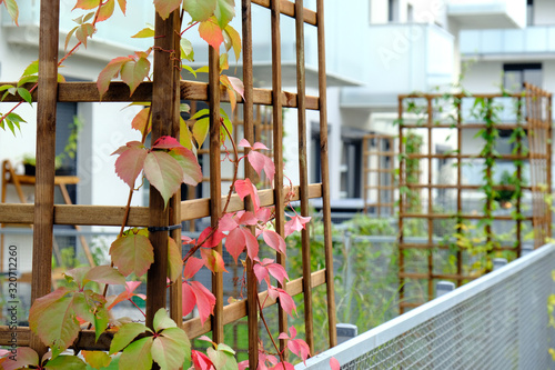 Wild grapes grow in a cozy courtyard of modern apartment building.