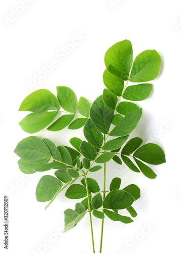 Obraz na płótnie Zielone liście moringi