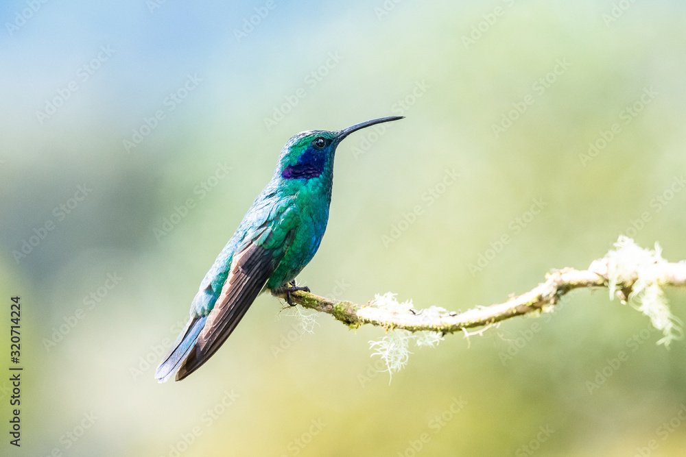 Fototapeta premium Niebieski koliber Violet Sabrewing lecący obok pięknego czerwonego kwiatu. Tinny ptak leci w dżungli. Dzika przyroda w tropiku Kostaryki. Dwa ptaki ssące nektar z rozkwitu w lesie. Zachowanie ptaków