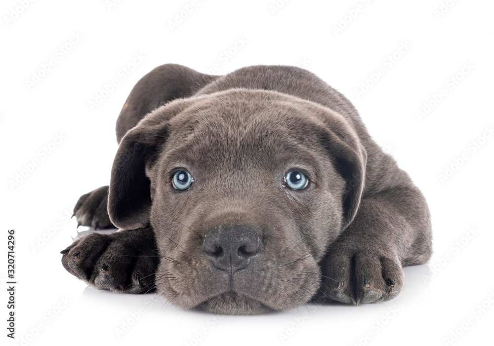 Obraz premium puppy cane corso