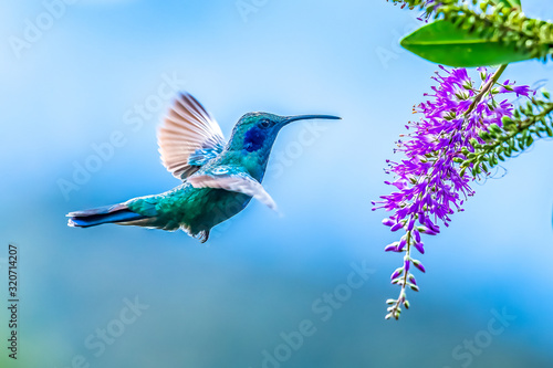 Blue hummingbird Violet Sabrewing flying next to beautiful red flower. Tinny bird fly in jungle. Wildlife in tropic Costa Rica. Two bird sucking nectar from bloom in the forest. Bird behaviour