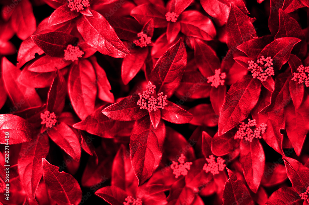 background, layout from the leaves. Nature concept. background, layout from the leaves. Nature concept.