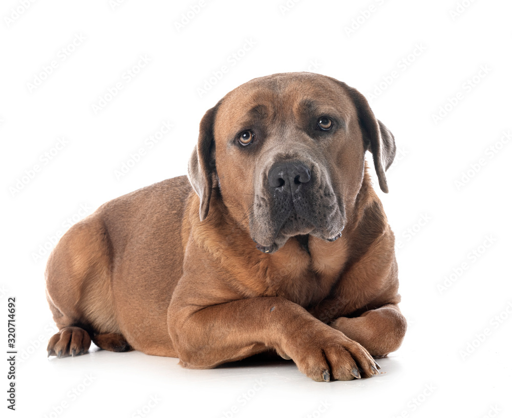 cane corso in studio cane corso in studio