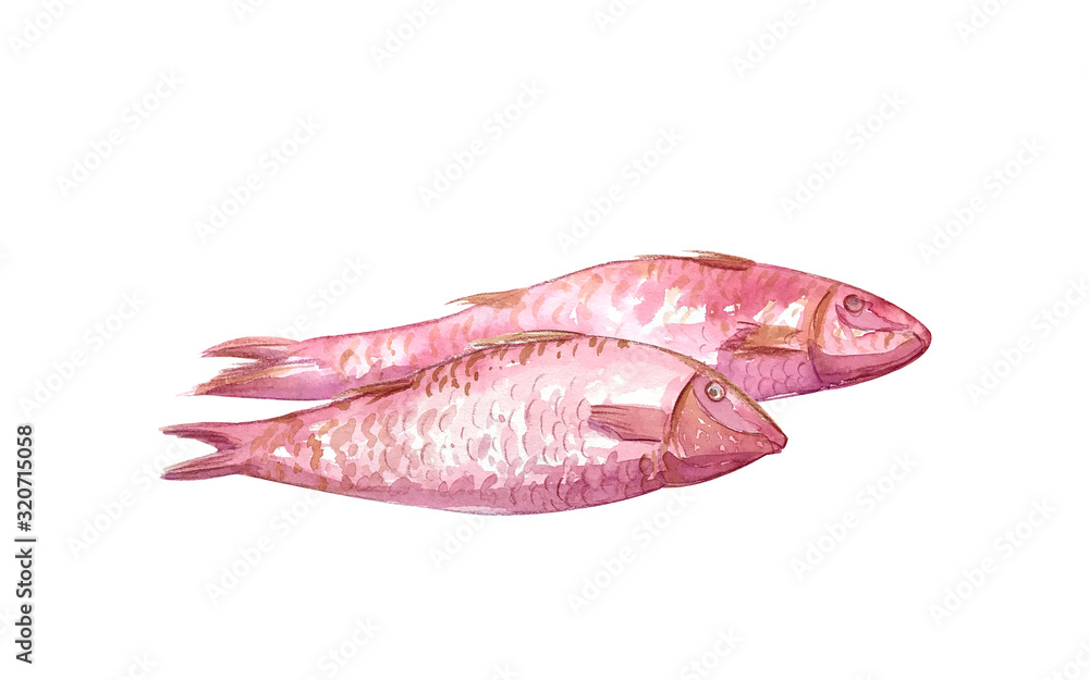 Watercolor fish drawn by hand on a white background. Watercolor fish drawn by hand on a white background.