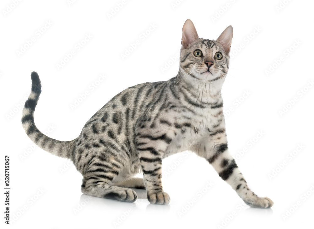 bengal cat in studio bengal cat in studio