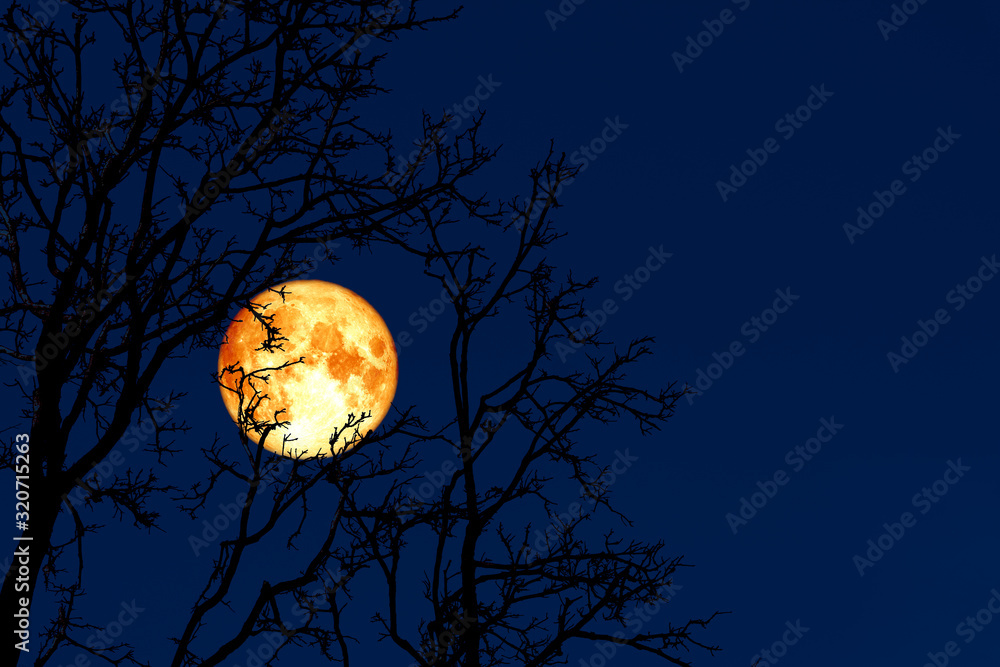 full worm moon back on silhouette plant and trees on night sky full worm moon back on silhouette plant and trees on night sky