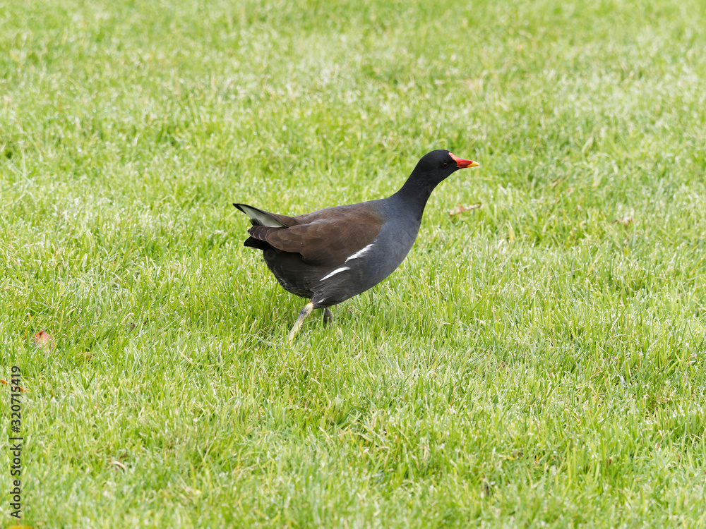 Common moorhen or common gallinule (Gallinula chloropus) a waterbird with yellow legs, long toes, red frontal shield, wings and plumage blackish-olive with white undertail Common moorhen or common gallinule (Gallinula chloropus) a waterbird with yellow legs, long toes, red frontal shield, wings and plumage blackish-olive with white undertail
