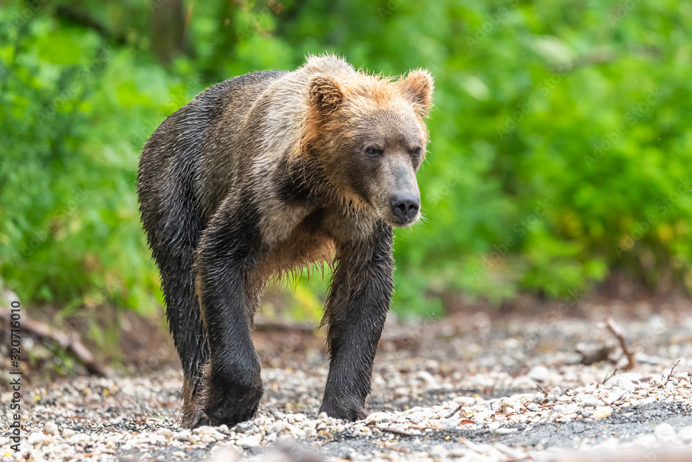 Ruling the landscape, brown bears of Kamchatka (Ursus arctos beringianus) Ruling the landscape, brown bears of Kamchatka (Ursus arctos beringianus)