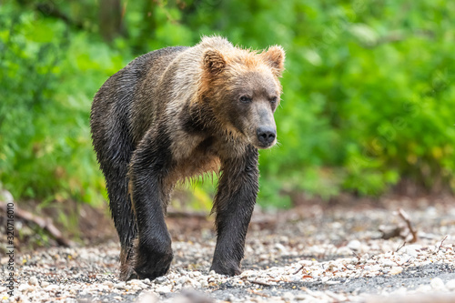 Rządząc krajobrazem, niedźwiedzie brunatne Kamczatki (Ursus arctos beringianus)