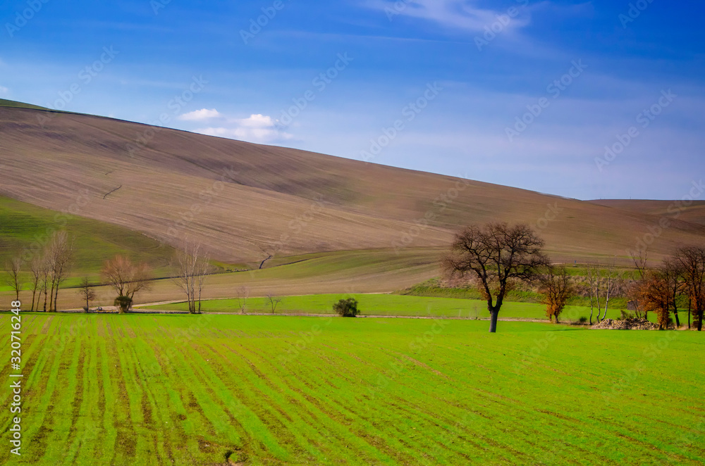 Agriculture Landscape with Plants and Hills in Tuscany, Italy.