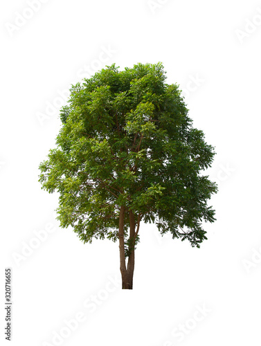 isolated tree  is located on a white background. Collection of isolated tree on white background 