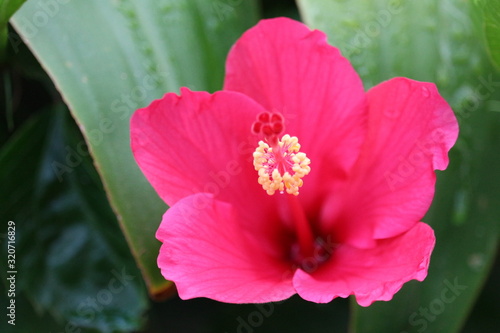 red flower in the garden