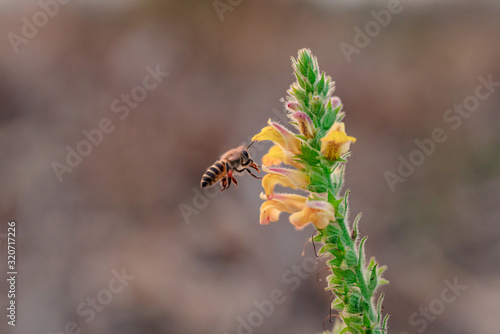 Honey Bee collecting pollen on yellow flower. © ณัฐวุฒิ เงินสันเทียะ