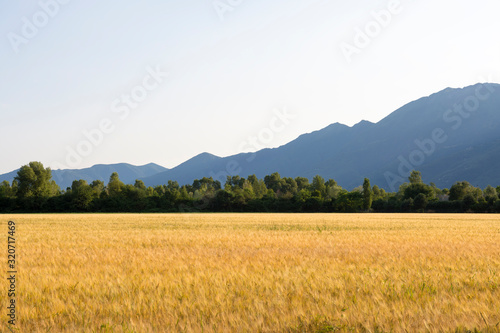 Wheat Field with Trees and Mountain in Ticino, Switzerland.
