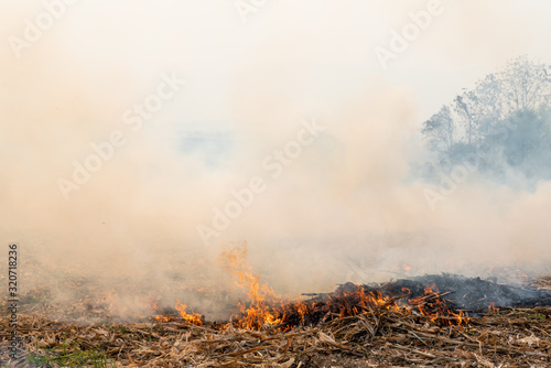 Burning the rest of the corn plant to be made as a natural fertilizer on agricultural land. © ณัฐวุฒิ เงินสันเทียะ