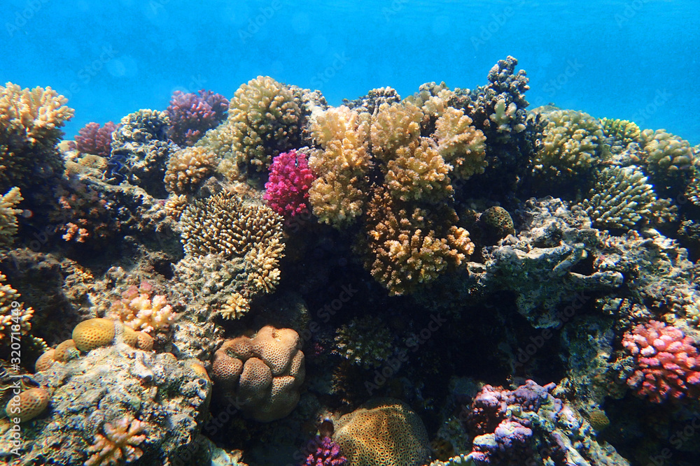 Fototapeta premium coral reef in Red Sea