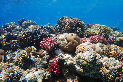 coral reef in Red Sea