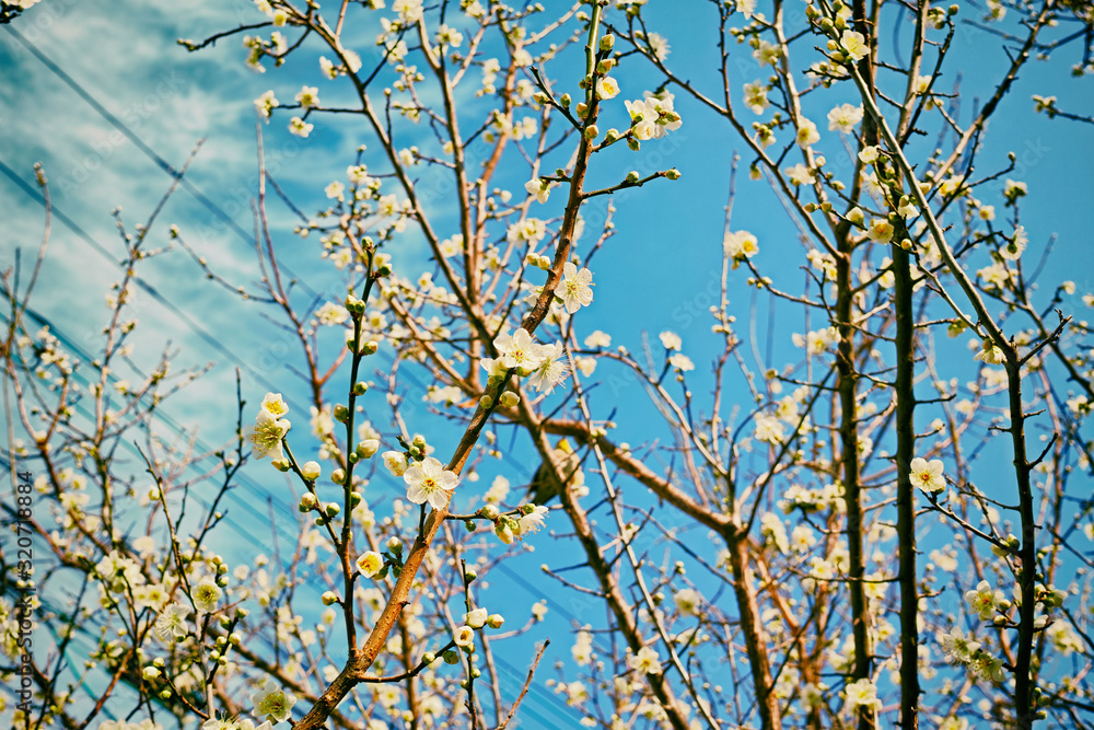 梅の木に咲く白色の美しい梅の花