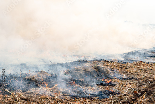 Burning the rest of the corn plant to be made as a natural fertilizer on agricultural land.