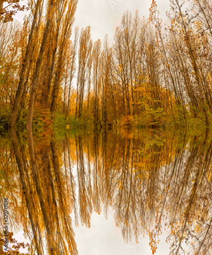 Reflections in the water of some forest trees in autumn