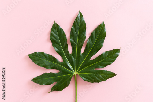 Green aralia leaf on pink background photo