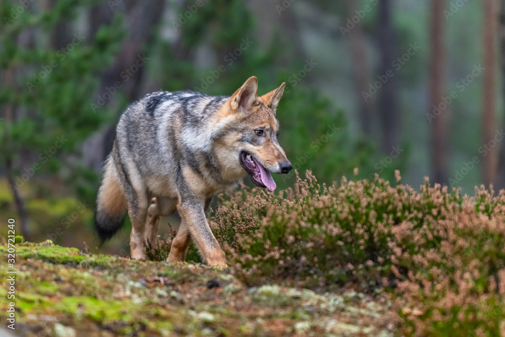 Lone wolf running in autumn forest Czech Republic Lone wolf running in autumn forest Czech Republic
