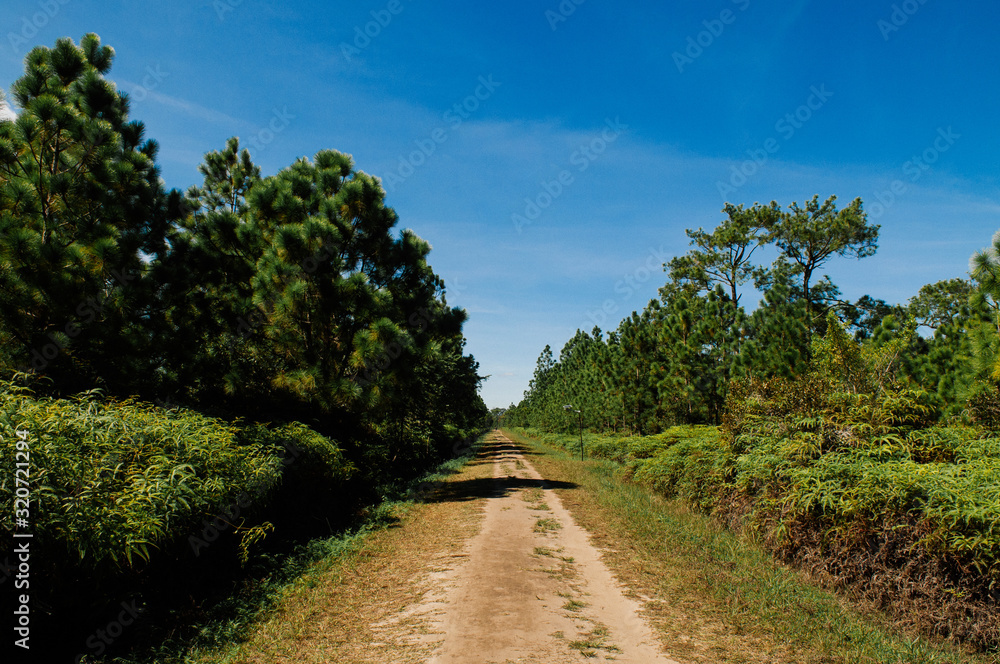 Pine tree forest and nature trail road at Phu Kradueng, Loei - Thailand