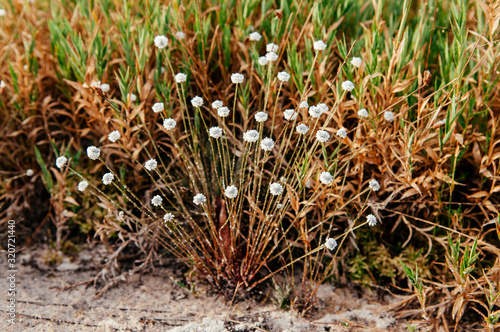 Silver button flower Eriocaulon henryanum Ruhle in natural forest photo