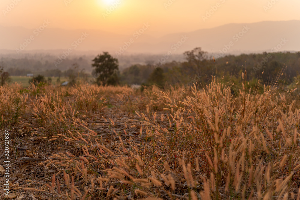 sunset over wheat field